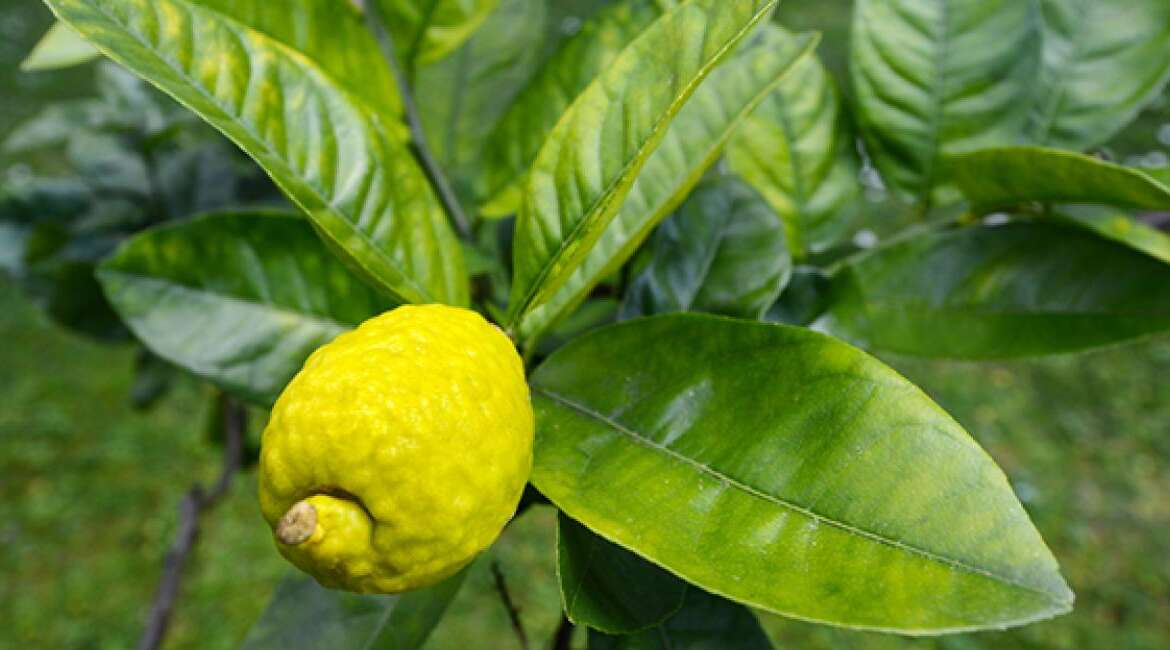 Judging Others by Judging an Etrog: Lessons from Parshat Lech Lecha