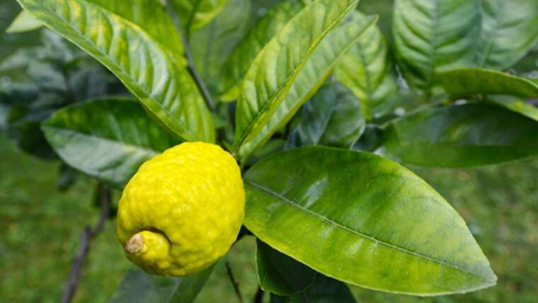 Judging Others by Judging an Etrog: Lessons from Parshat Lech Lecha